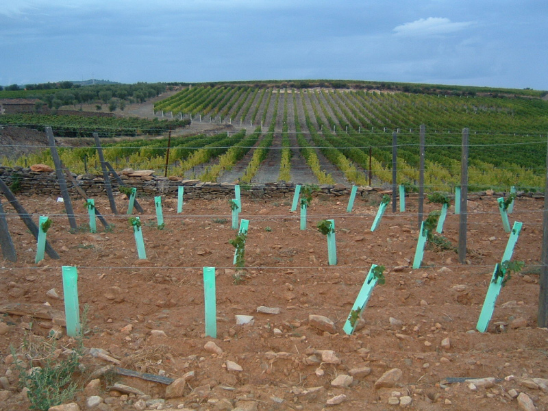 plantacao-de-vinhas